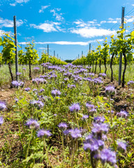 floral spacing in organic vineyard, Moravia, Czech Republic