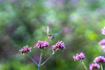 An hummingbird hawk-moth (Macroglossum stellatarum) feeding nectar from the verbena flower field.
