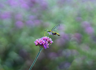 An hummingbird hawk-moth (Macroglossum stellatarum) feeding nectar from the verbena flower field.