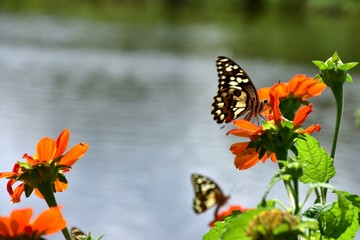 Beautiful butterflies are being island on flowers.