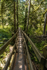 a narrow wooden bridge lead deep into the forest surrounded by trees with sunlight shine through the dense foliage