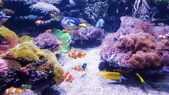clown fish and other exotic fish swim in aquarium with sea plants on background