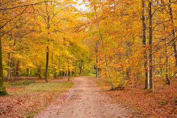 Fototapeta na wymiar Beautiful view of forest at autumn
