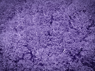 Aerial view of a forest tree canopy in Pembrokeshire, Wales, UK coloured purple / violet