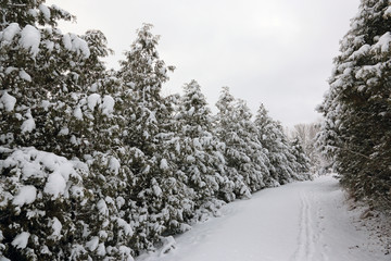 A trail between rows of snow covered cedar trees.