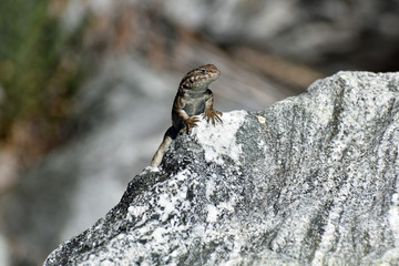 Lizard on a Rock