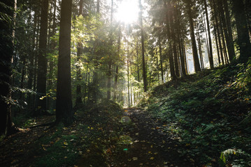 Obraz premium Scenic forest. Vintage forest background.