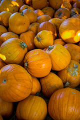 Pile of Pumpkins