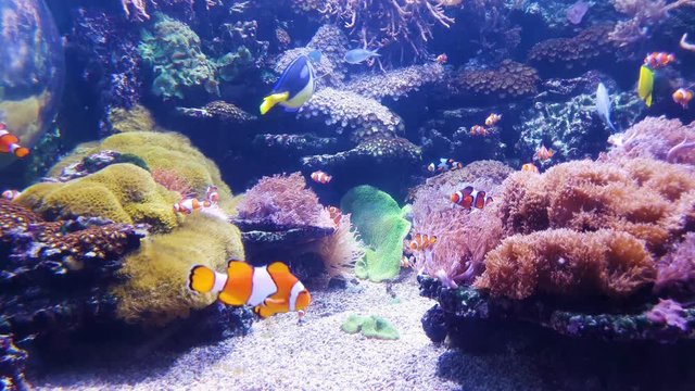 aquarium with clown fish and other colorful fish with corals on background