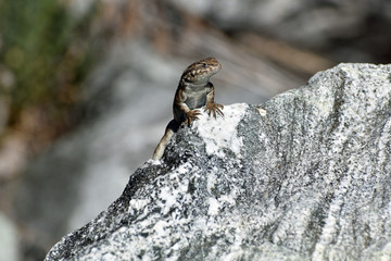 Lizard on a Boulder