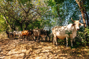 Young cattle eat hay and grass on a sunny day