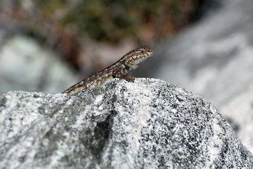 Lizard on a Boulder