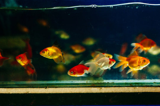 Colored Fish in aquarium in animal shop