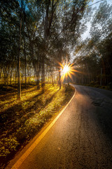 Autumn forest scenery with rays of warm light through a forest in morning. Thai forest and sun rays..