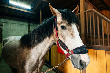 Young Horse with beautiful eyes in a paddock