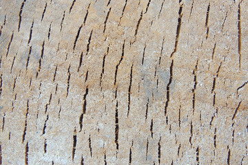 wooden background. abstraction