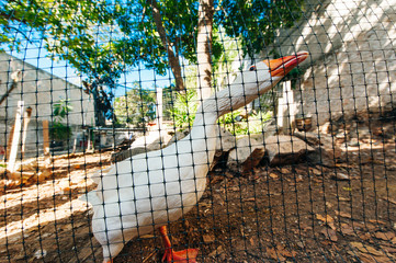 Geese sitting behind a green grid. Farm