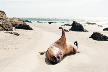 dead seal on the coast of the Pacific Ocean