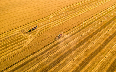 wheat field, harvester removes wheat, view from the top of the quadcopter