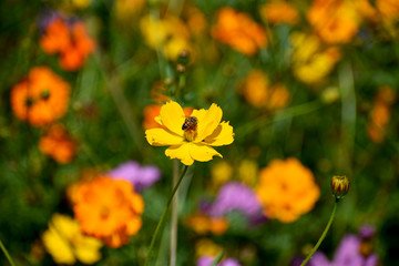 Close-up Wildflower with Bee