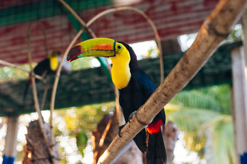 toukan colorful in zoo in mexico © IBRESTER