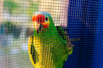 green parrot sitting on a branch behind the net