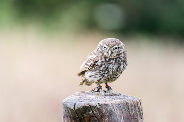 little owl on a tree