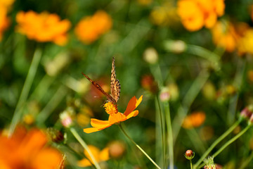 Butterfly on a Wildflower