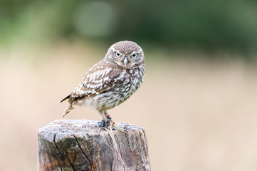 little owl on a fence