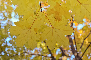 Yellowed maple leaves on the branch. Autumn background.