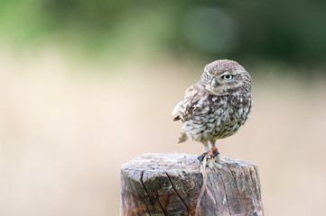 little owl on a fence