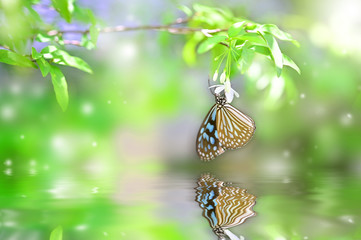 Fototapeta na wymiar Beautiful butterfly on white flower bud with reflection on water surface
