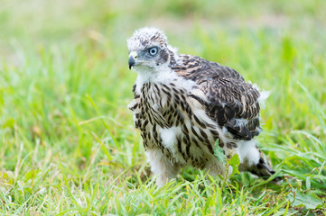 a little goshawk, just a few days old, still can't fly