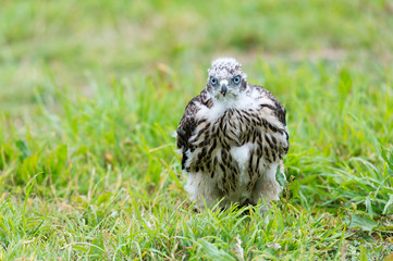 a little goshawk, just a few days old, still can't fly
