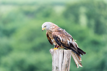 red falcon (the red kite, the famous welsh falcon)