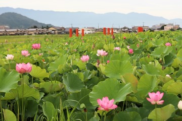 藤原京の蓮