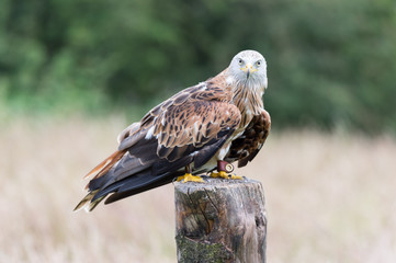 red falcon (the red kite, the famous welsh falcon)