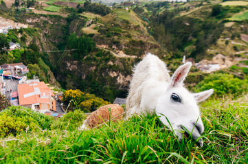 South American White Llama eat green grass