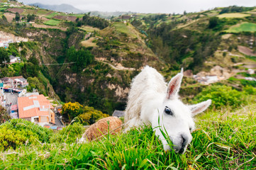 South American White Llama eat green grass