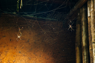 spider with cobwebs on a wooden building