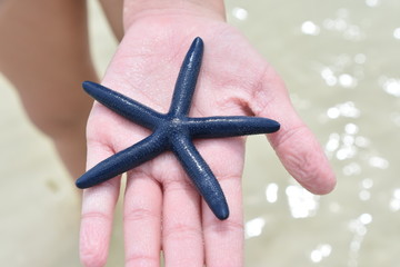 Tropical Blue Starfish