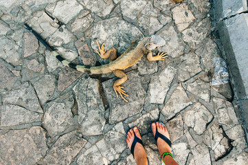 Large wild iguanas roaming free in the famous Parque Senimario