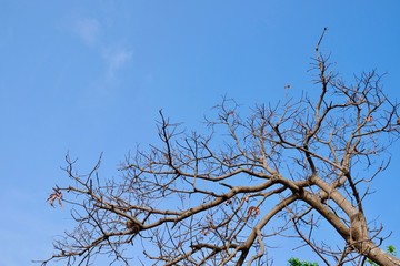dry tree