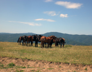 Group of wild horses on a field