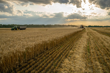 Fototapeta na wymiar harvester removes wheat field on the background of the sunset cloudy sky