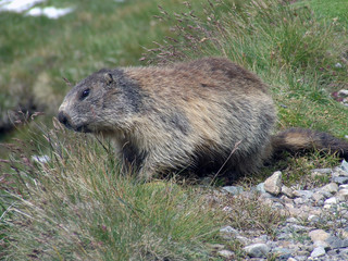 Marmot between grass and small stones in Alpes