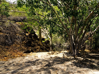 Obraz premium trees in forest