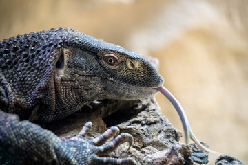 rock monitor (Varanus albigularis), white-throated monitor