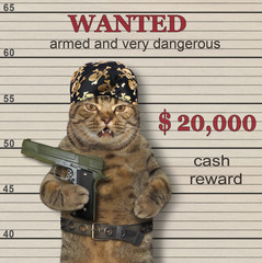 The cat in a pirate bandana and a metal belt holds a big gun. He is wanted. 