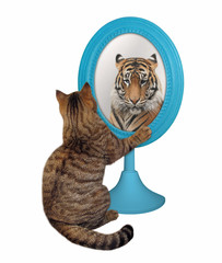 The cat stares his reflection in the mirror. This is a tiger. White background. Isolated.